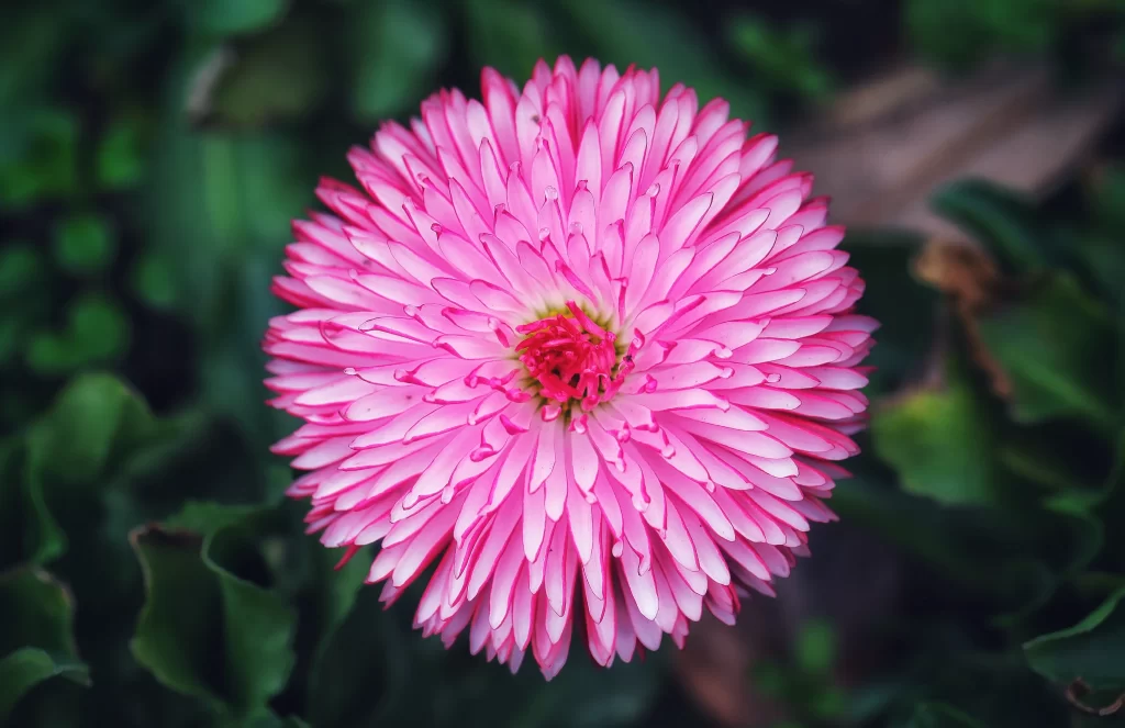 Pink Chrysanthemum Bloom Petals gray Garden