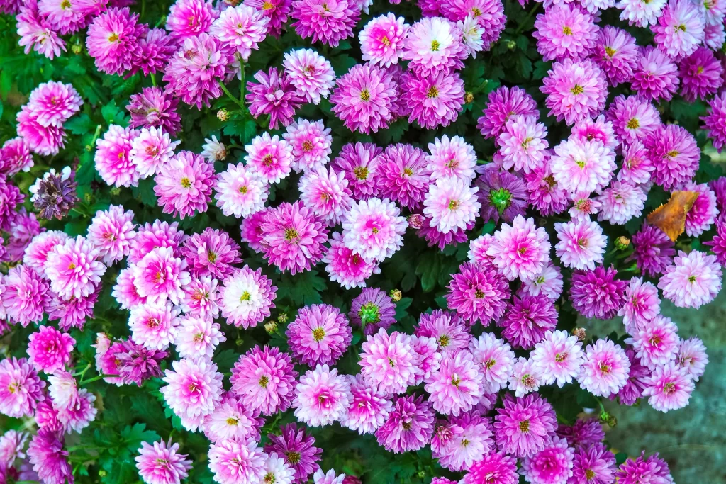 Pink Chrysanthemum Bloom Petals Dense Green