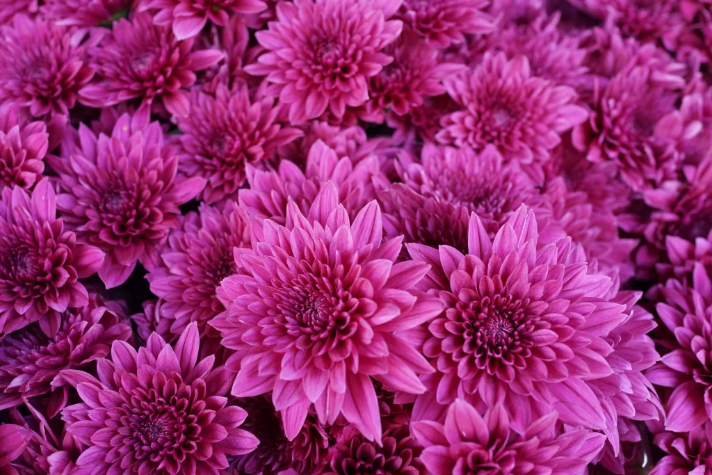 Pink Chrysanthemum Bloom Petals Dense warm Layered