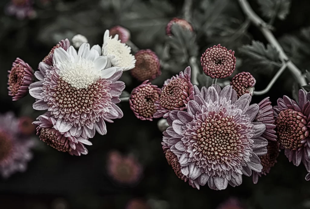 Pink Chrysanthemum Bloom Petals Dark gray Background