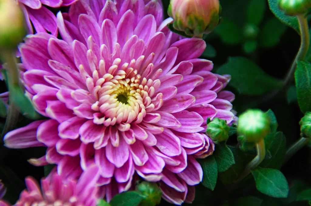 Pink Chrysanthemum Bloom Petals Yellow warm Center