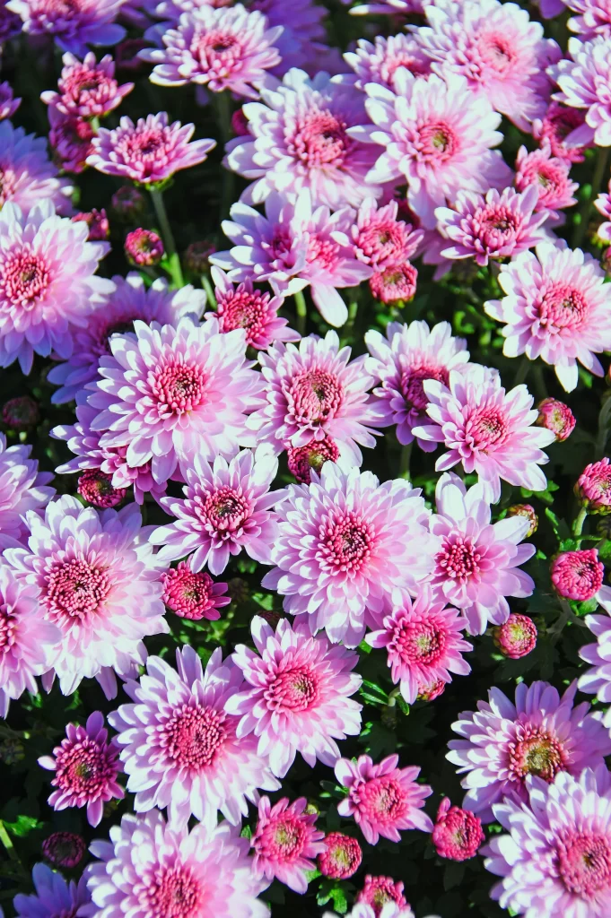 Pink Chrysanthemum Bloom Petals Dense warm Cluster