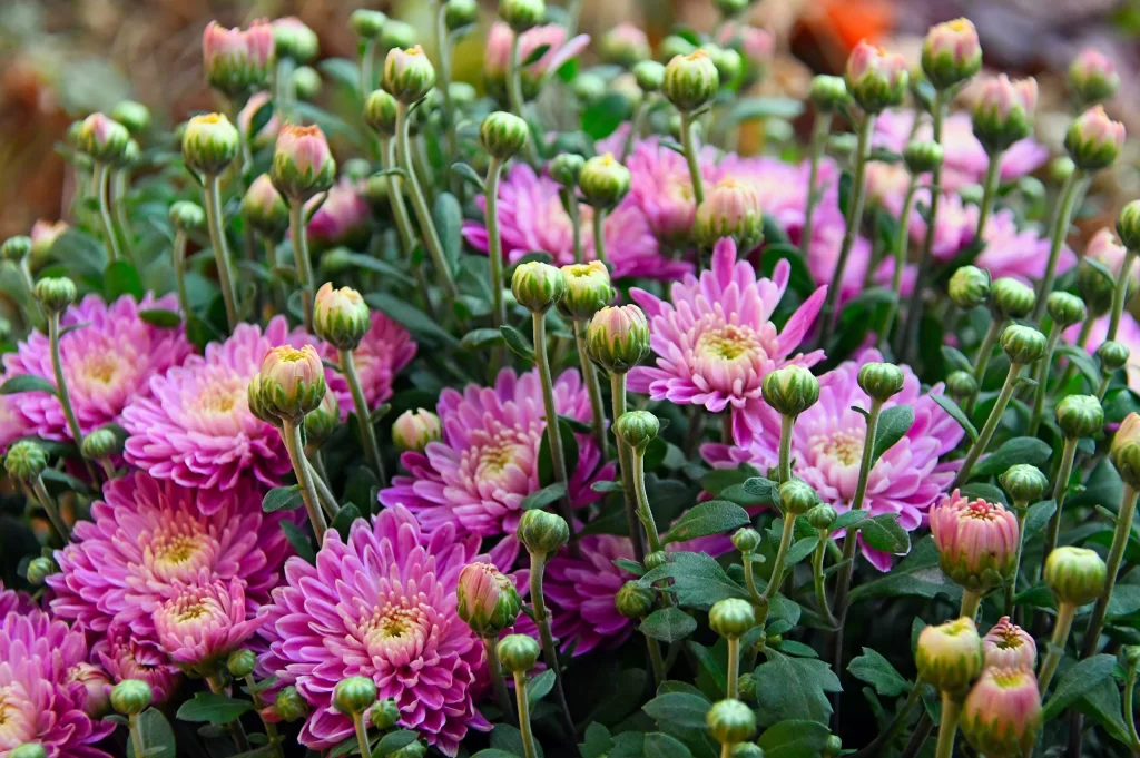 Pink Chrysanthemum Bloom Petals gray Garden