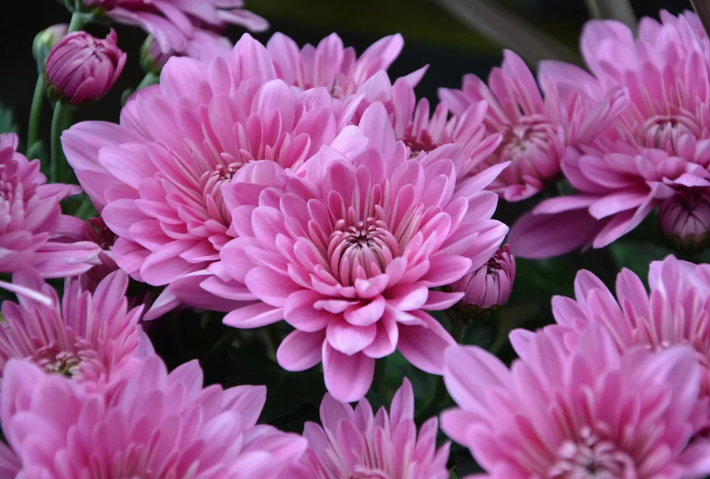 Pink Chrysanthemum Bloom Petals Dense warm Layered