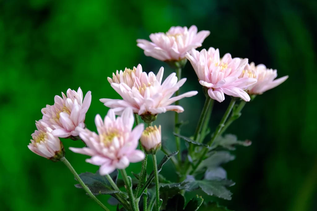 Pink Chrysanthemum Bloom Petals warm Garden