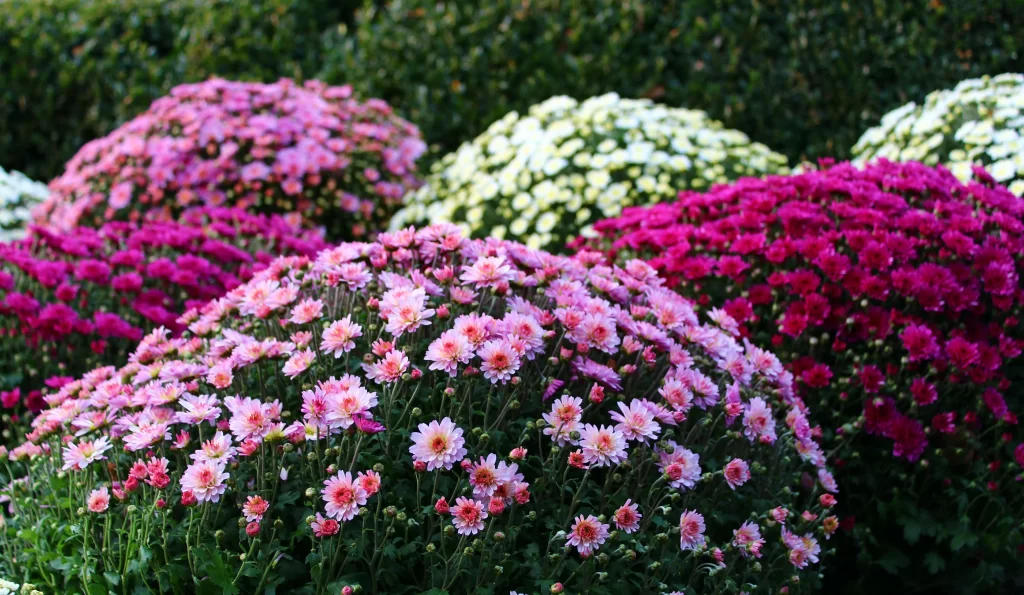 Pink Chrysanthemum Blooms Petals Garden