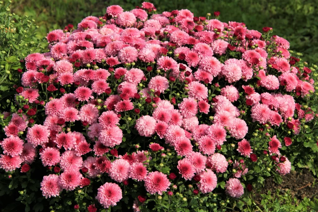 Pink Chrysanthemum Cluster Petals Dense Blooms