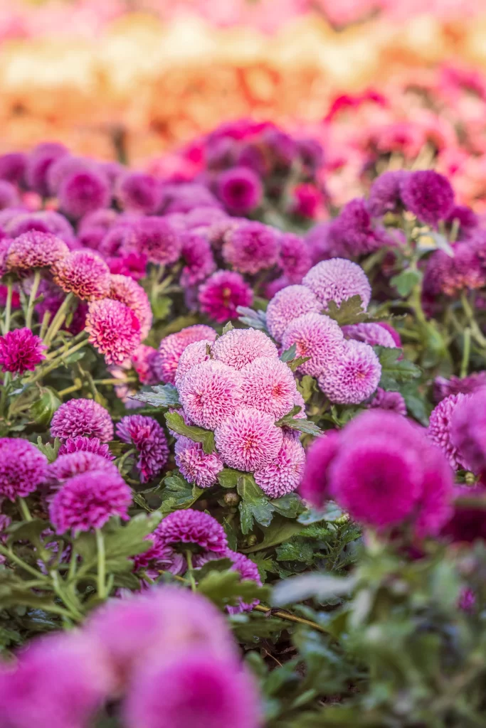 Pink Chrysanthemum Cluster Petals Green Leaves