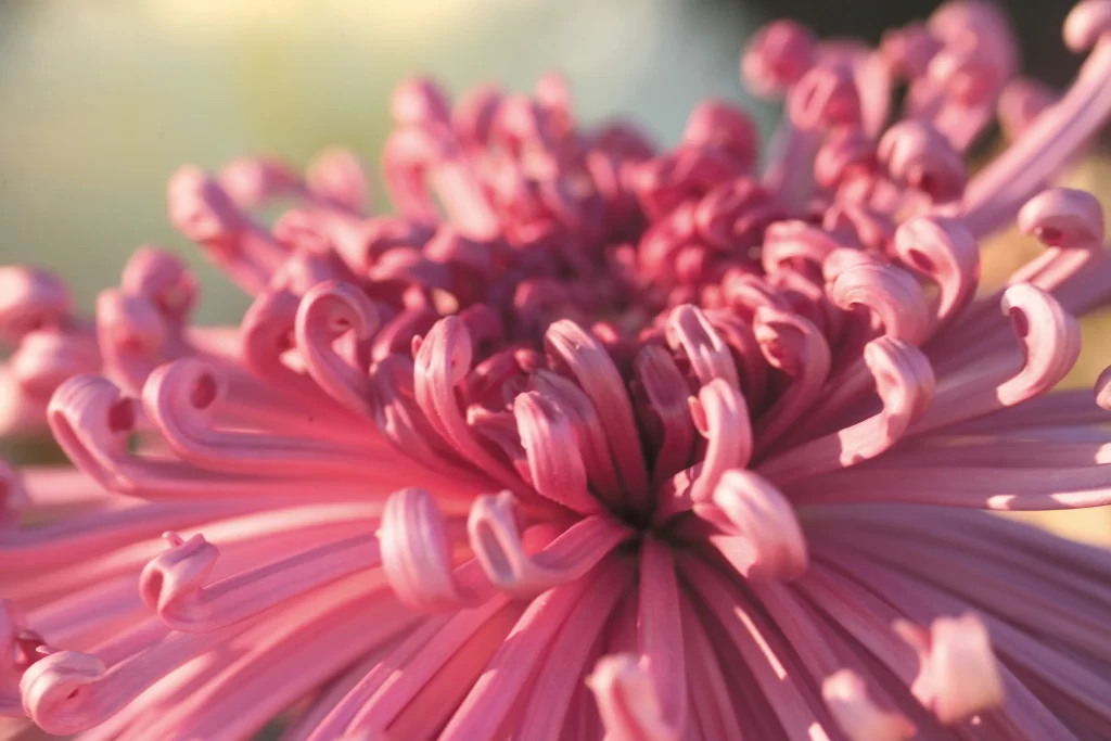 Pink Chrysanthemum Curled Petals Soft Focus