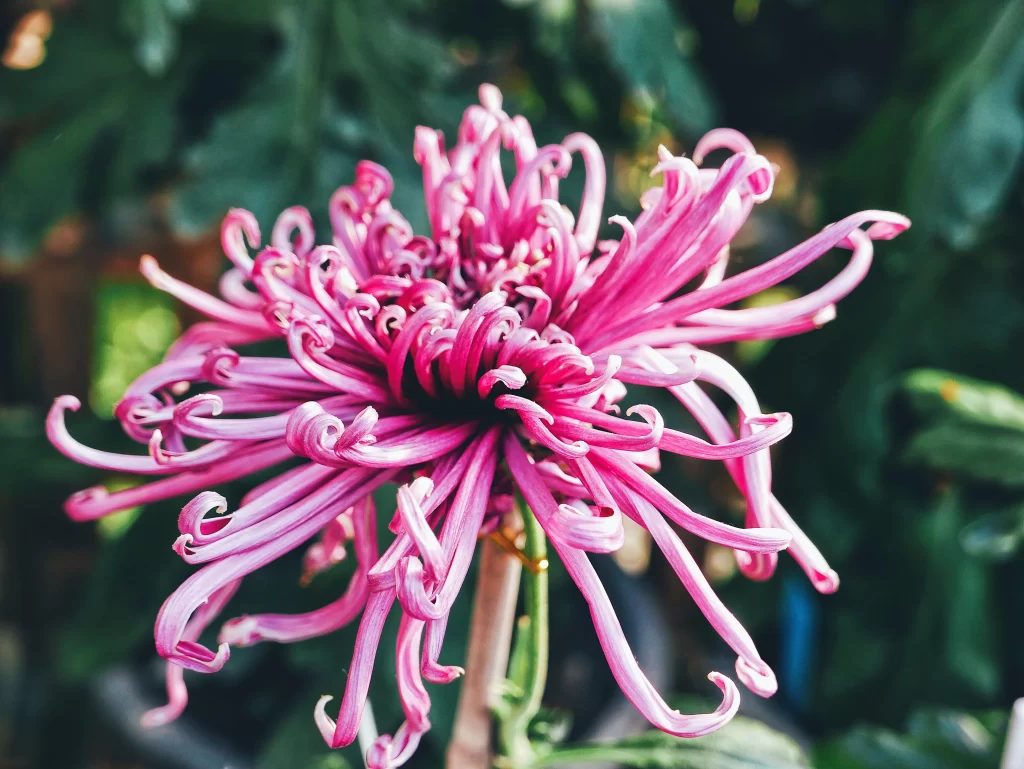 Pink Chrysanthemum Curly Petals Dense Blooming