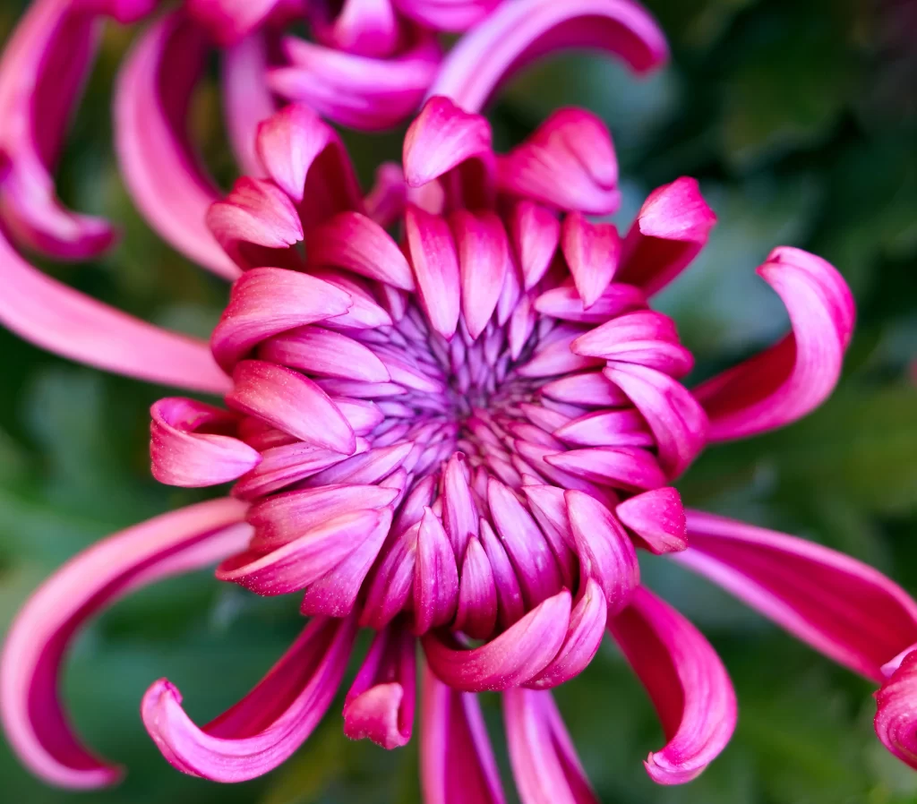 Pink Chrysanthemum Curved Petals Dense Center