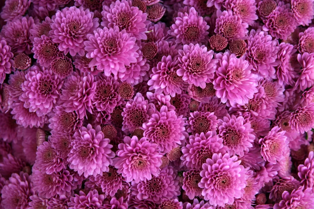 Pink Chrysanthemum Dense Petals Rounded Blooms