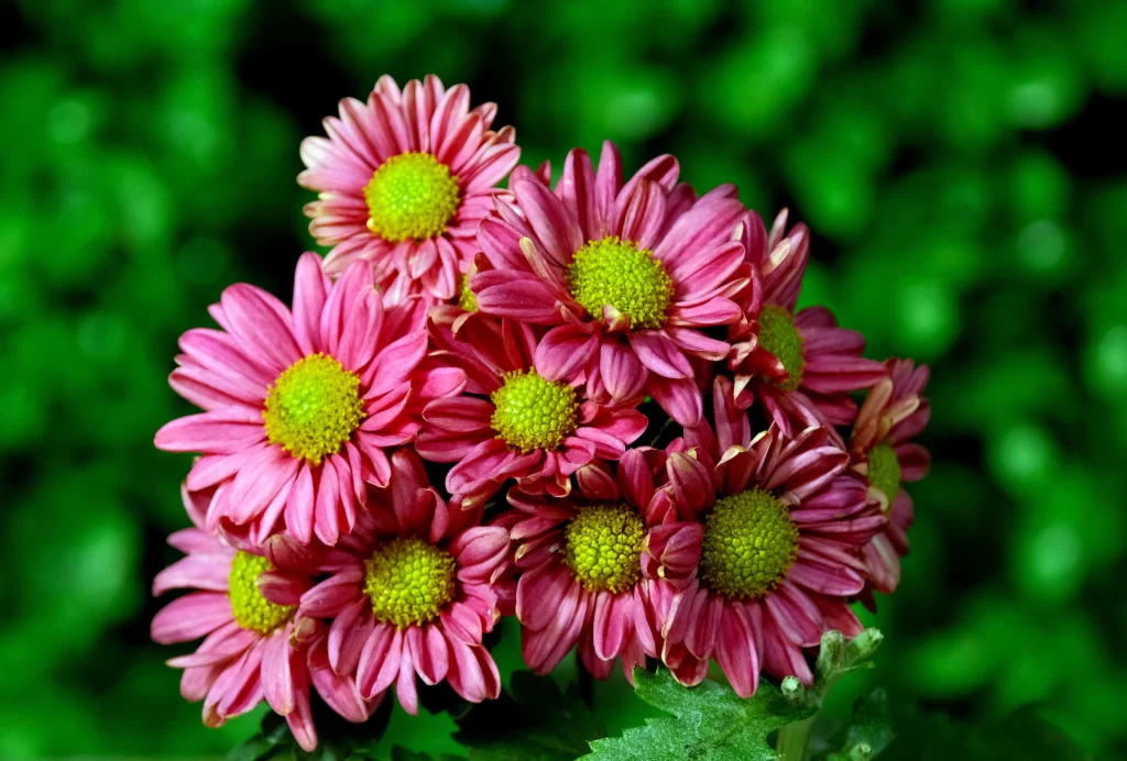 Pink Chrysanthemum Petals Yellow Center Green warm Leaves