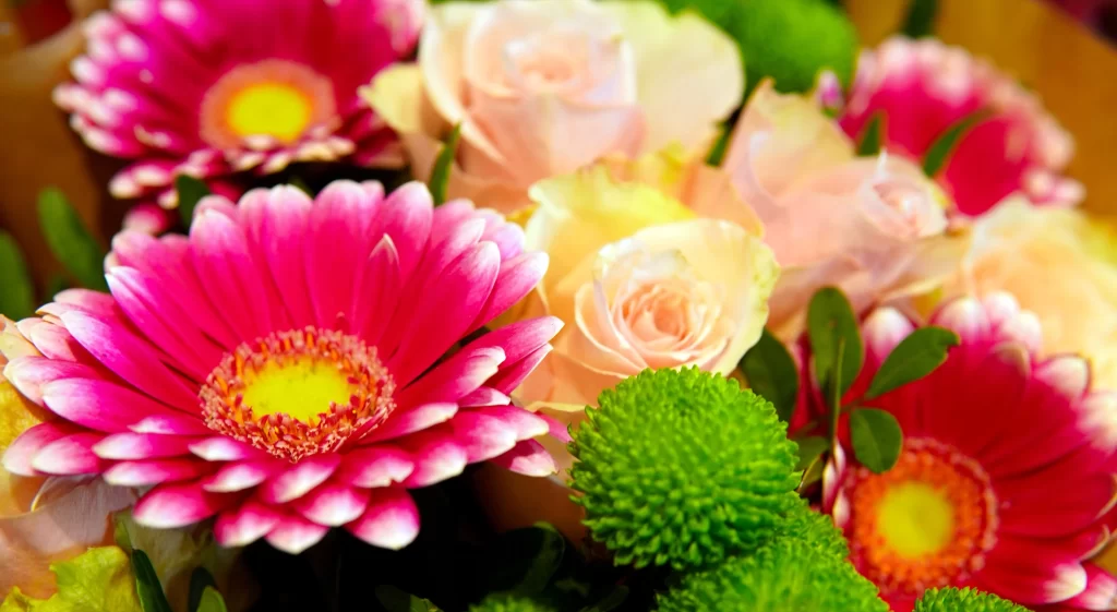 Pink Chrysanthemum Petals Yellow Center Green warm Leaves