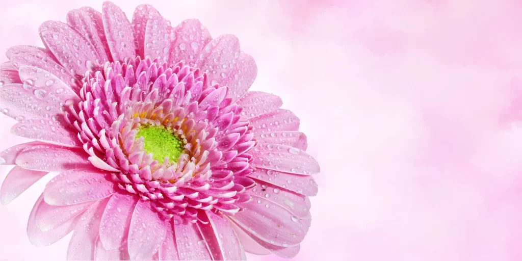 Pink Chrysanthemum Petals Dewdrops Soft Focus