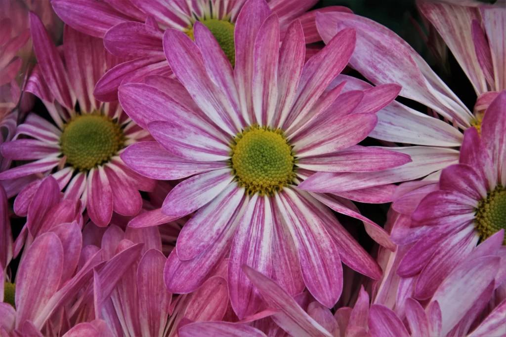 Pink Chrysanthemum Petals Yellow warm Center
