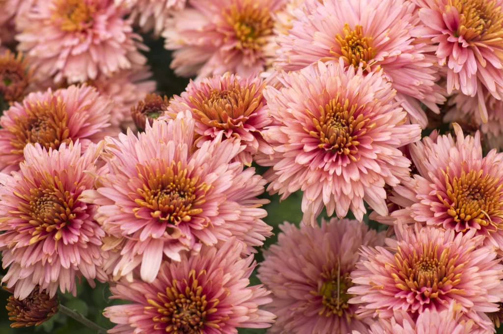 Pink Chrysanthemum Petals Yellow Center Cluster