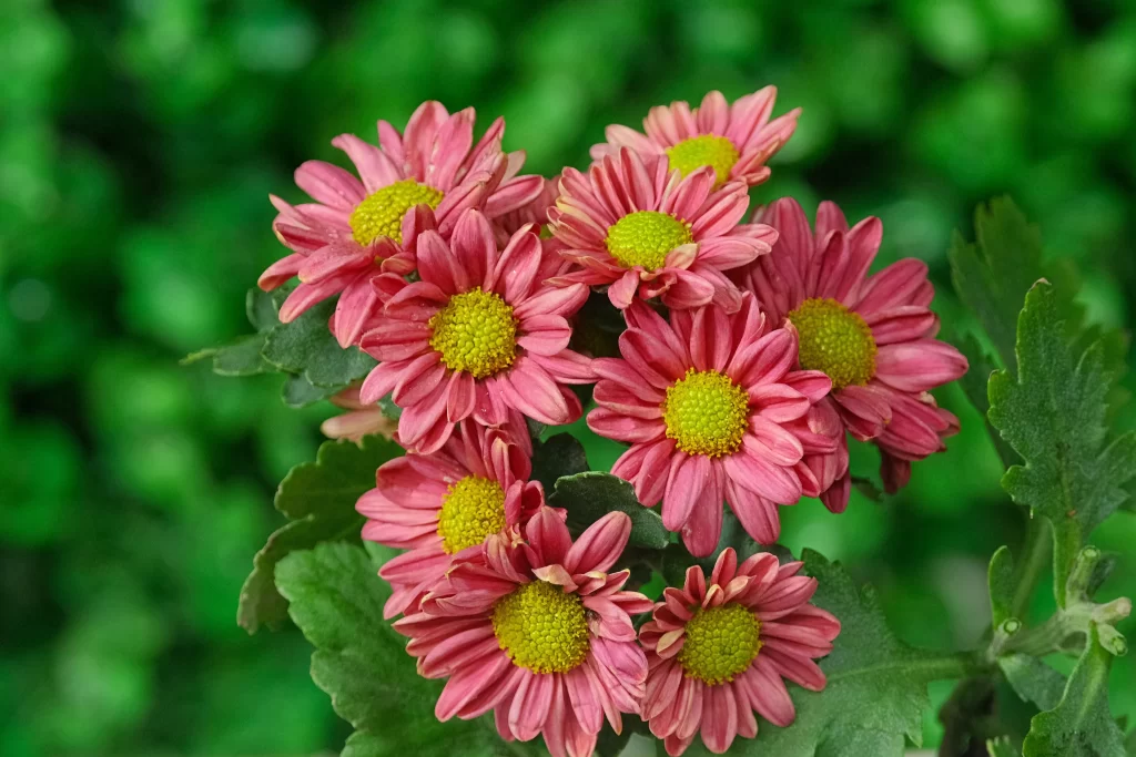 Pink Chrysanthemum Petals Yellow Center Green warm Leaves