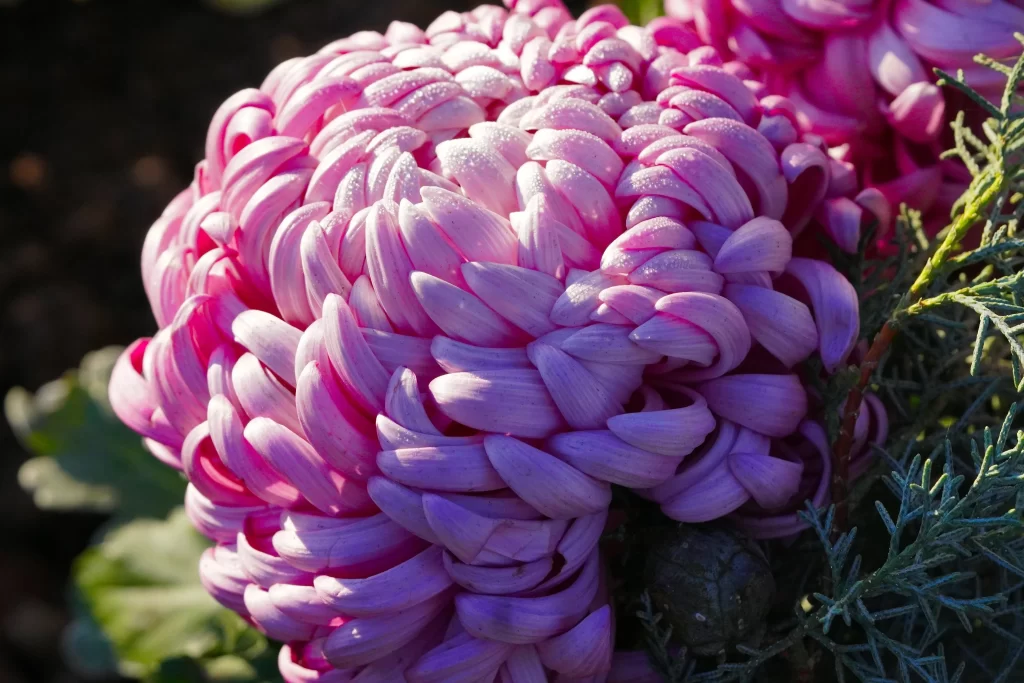 Pink Chrysanthemum Petals Dense Rounded Dewdrops
