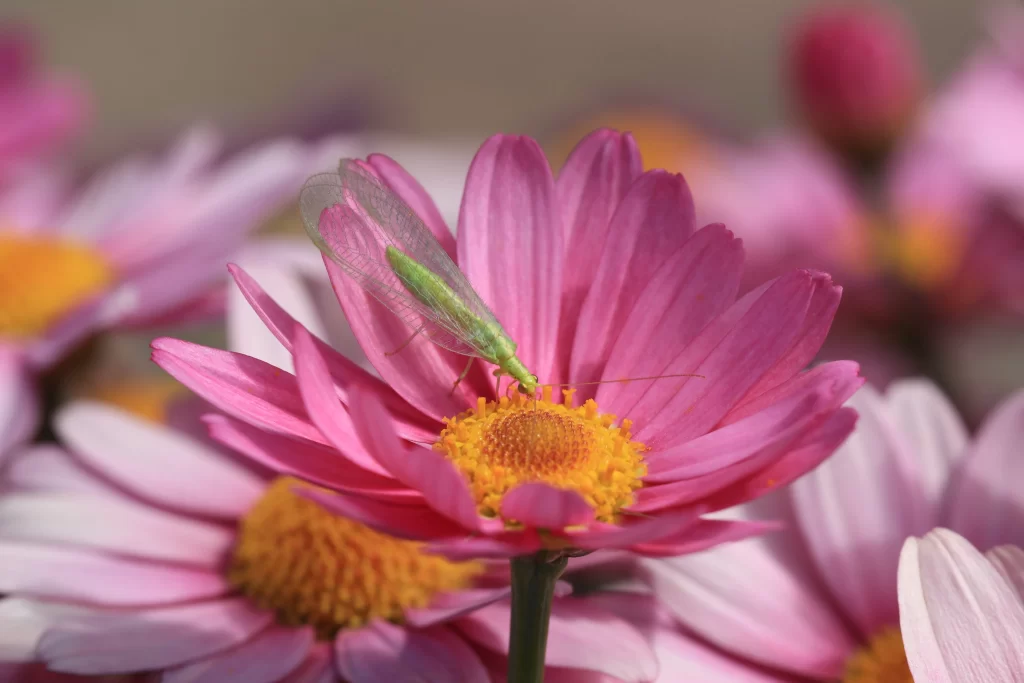 Pink Chrysanthemum Petals Yellow Center Green Insect
