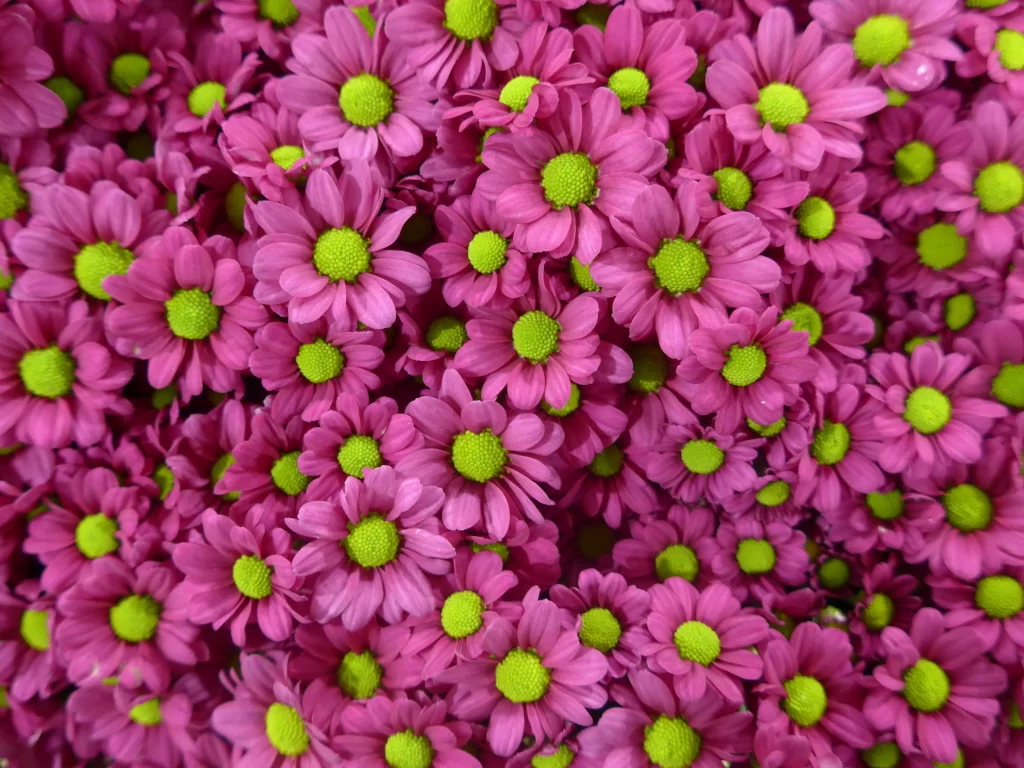 Pink Chrysanthemum Petals Green Center Dense Cluster