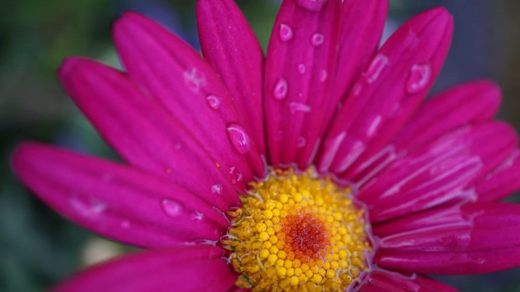 Pink Chrysanthemum Petals Yellow Center Dewdrops