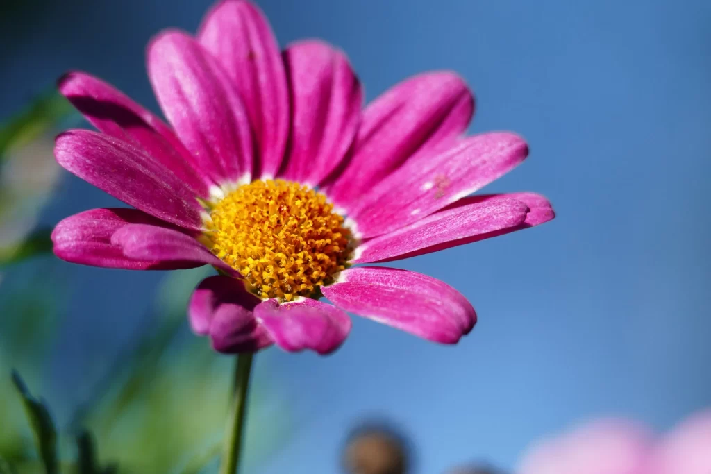 Pink Chrysanthemum Petals Yellow Center Blue Sky