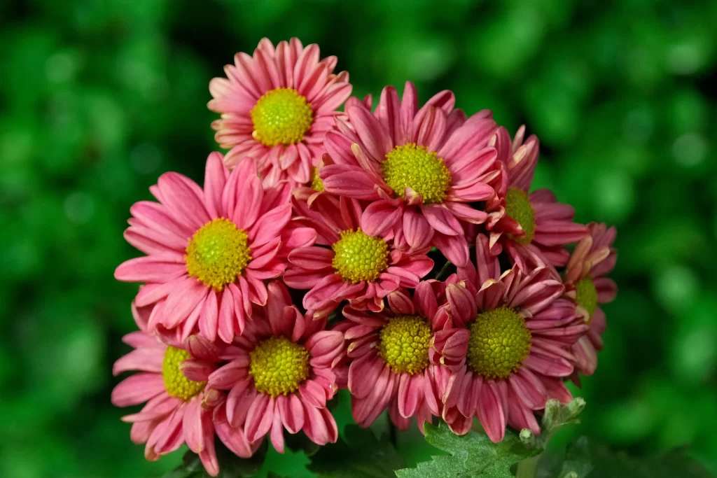 Pink Chrysanthemum Petals Yellow Center Green warm Leaves