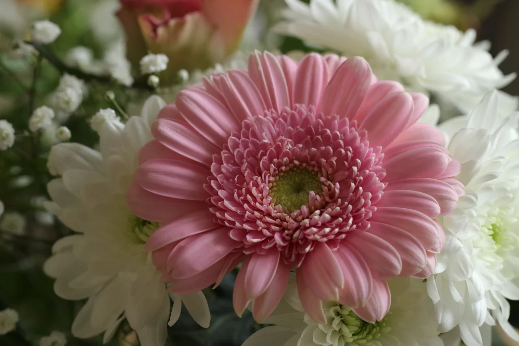 Pink Chrysanthemum Petals White Flowers Green Center