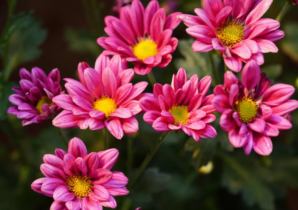 Pink Chrysanthemum Petals Yellow Center warm Blooming