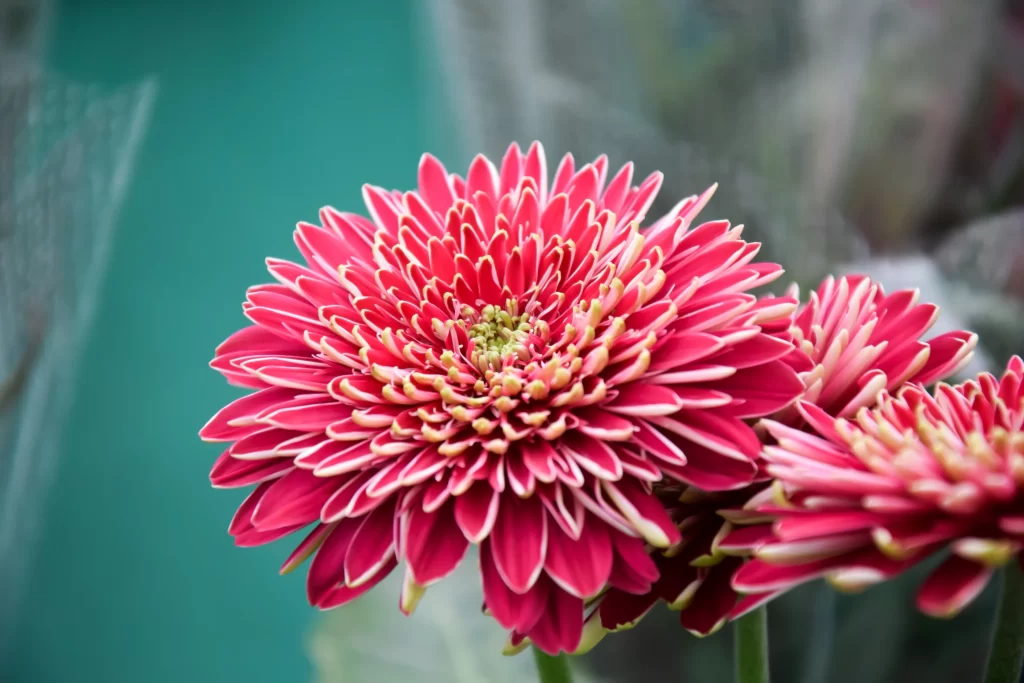 Pink Chrysanthemum Petals Yellow Center gray Layered