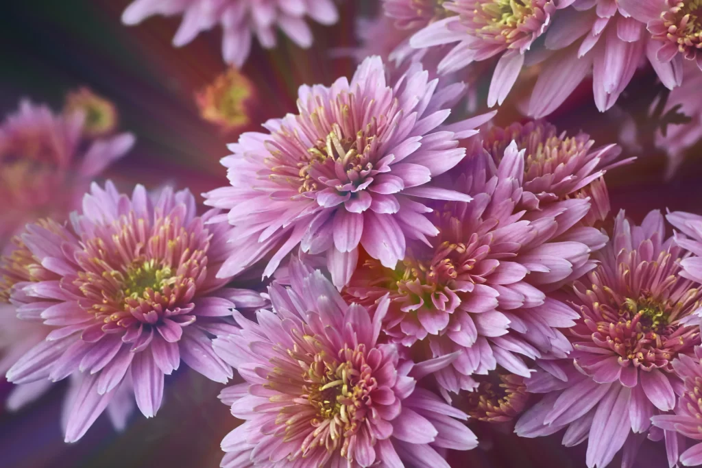Pink Chrysanthemum Petals Yellow Center warm Layered