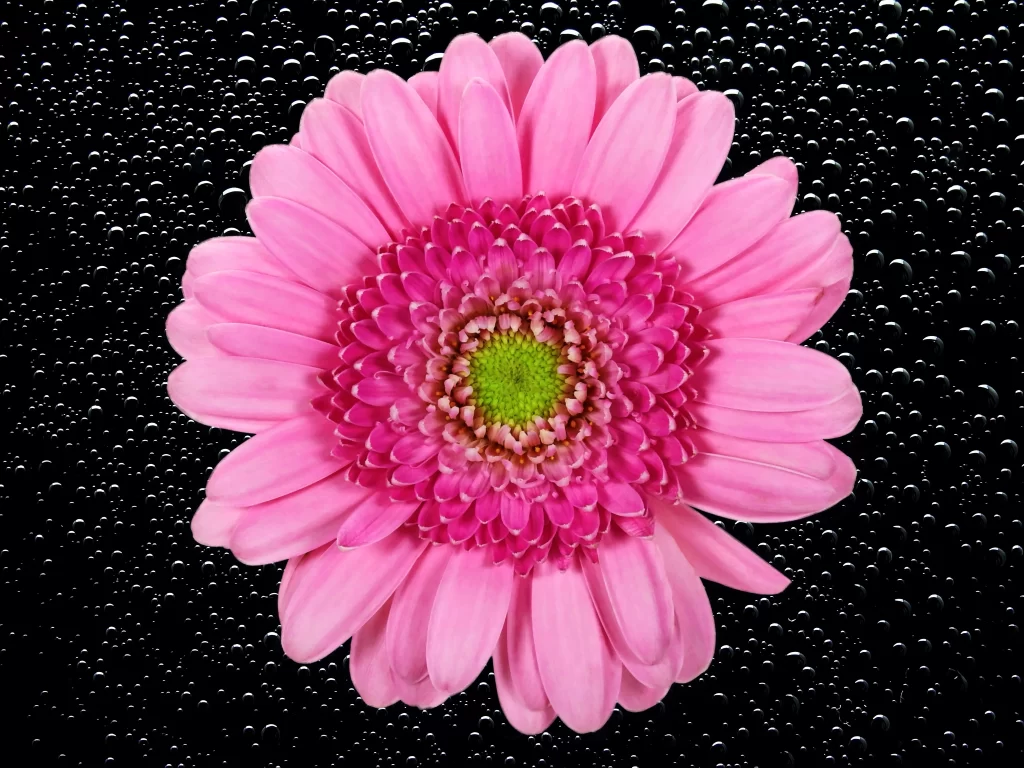 Pink Chrysanthemum Petals Center Green