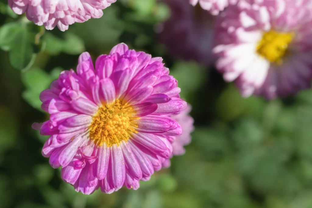 Pink Chrysanthemum Petals Yellow Center Green gray Leaves