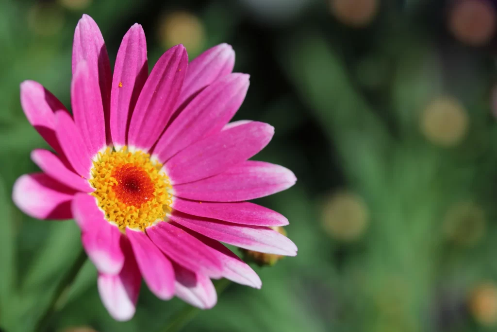 Pink Chrysanthemum Petals Yellow Center Green gray Background