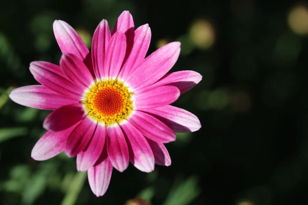 Pink Chrysanthemum Petals Yellow Center Sunlit