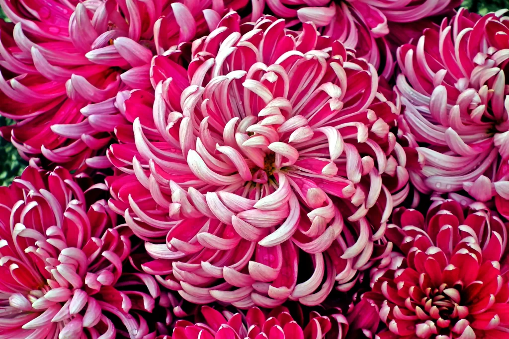 Pink Chrysanthemum Petals Curved Dense Vibrant