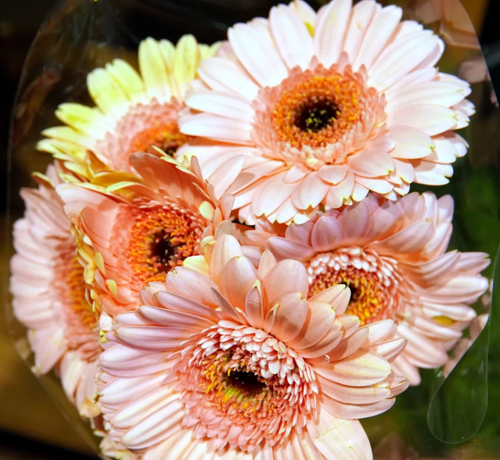 Pink Chrysanthemum Petals Yellow warm Center