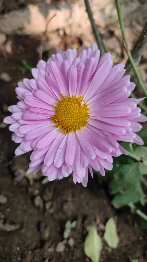 Pink Chrysanthemum Petals Yellow Center gray Garden