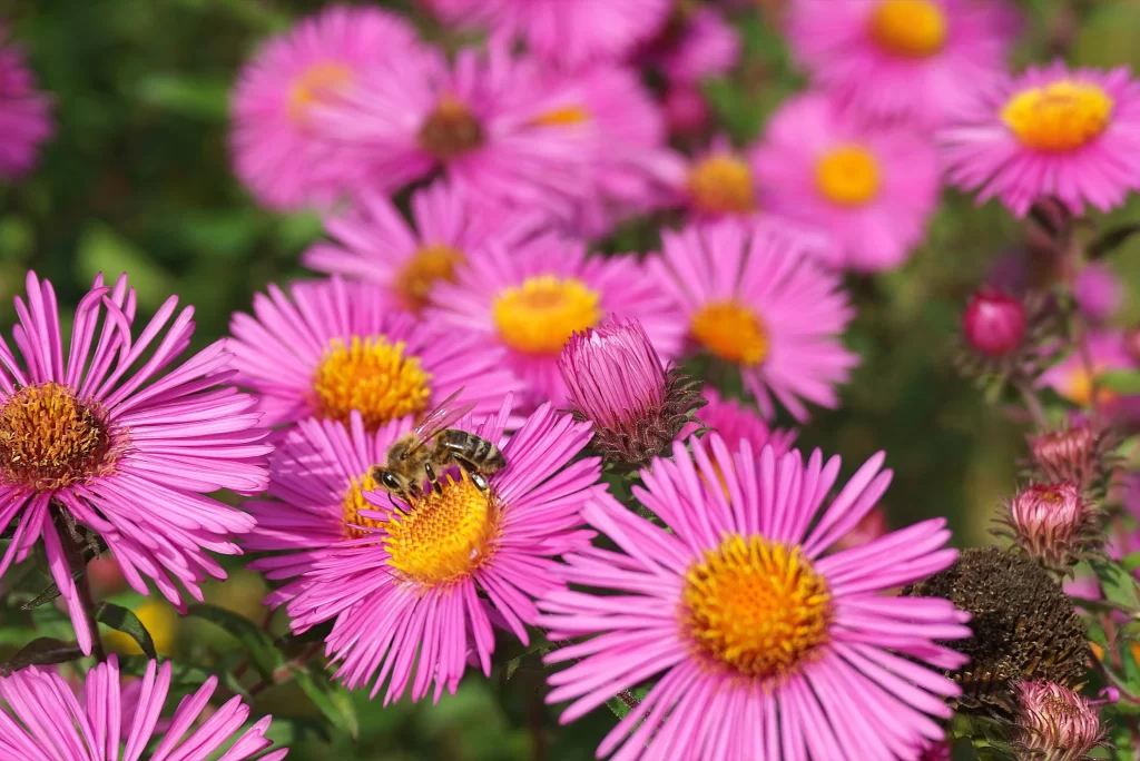 Pink Chrysanthemum Petals Yellow Center warm Bee