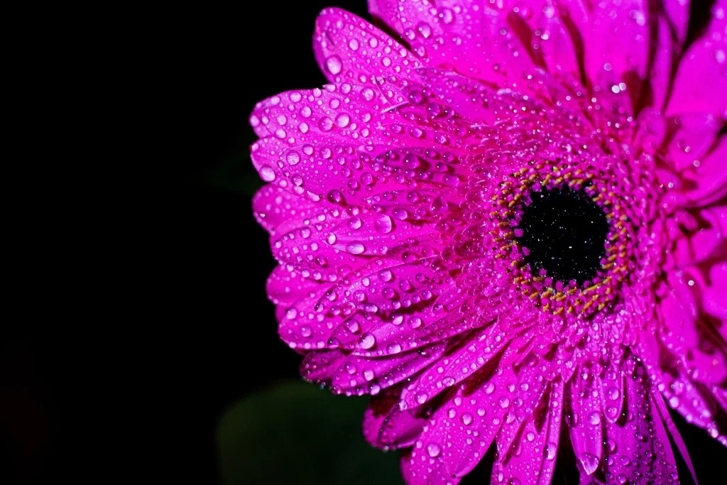 Pink Chrysanthemum Petals Dewdrops Vibrant Center
