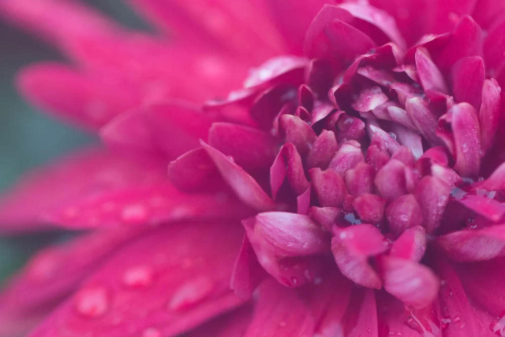 Pink Chrysanthemum Petals Dewdrops Texture