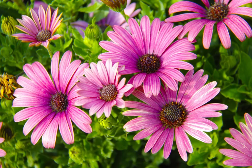 Pink Chrysanthemum Petals Blooming Green