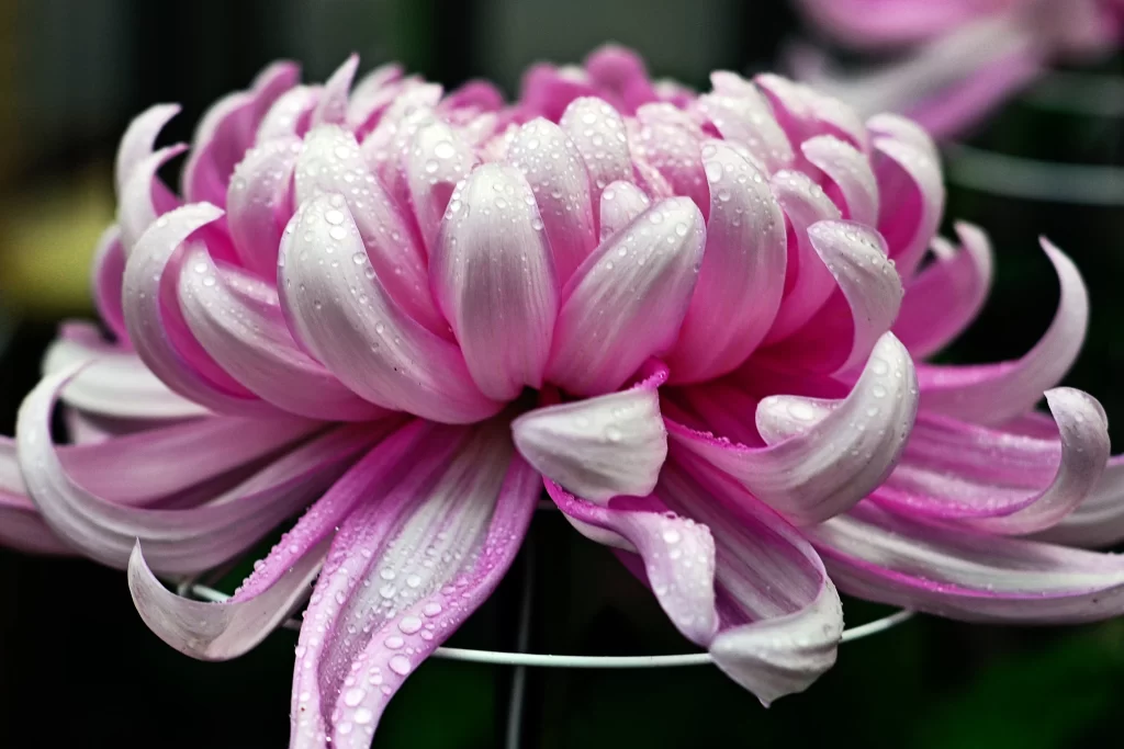 Pink Chrysanthemum Petals Dewdrops Curved Edges