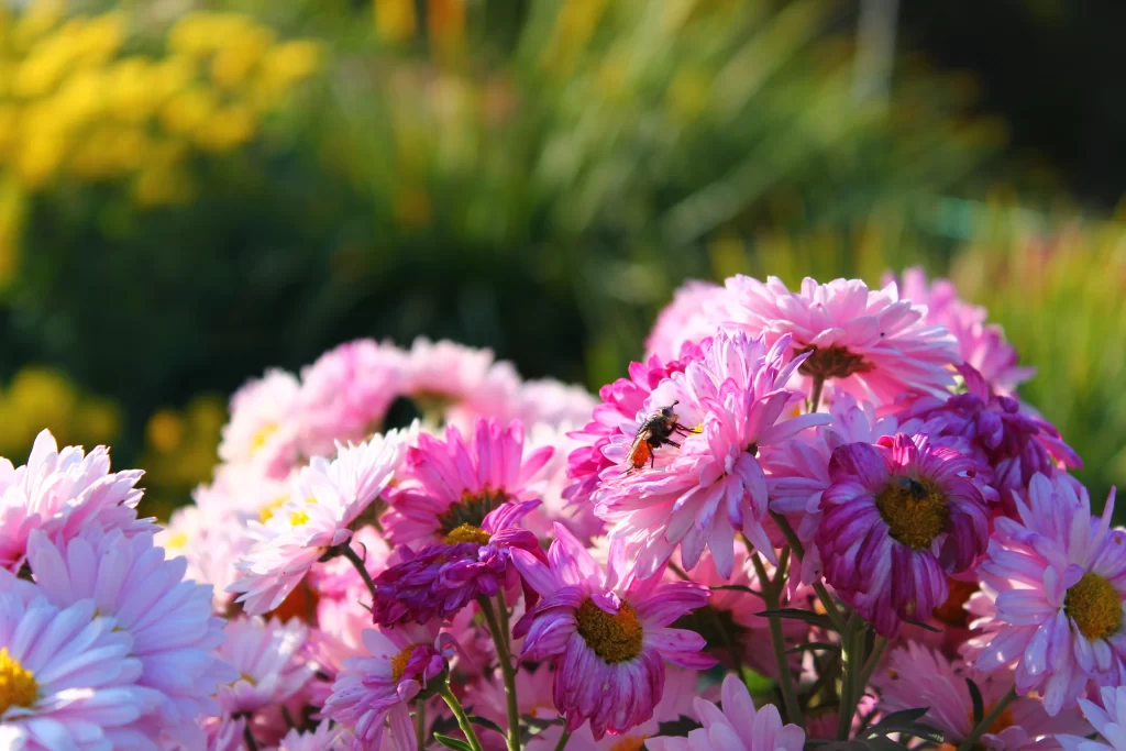 Pink Chrysanthemum Petals Yellow Center gray Bee