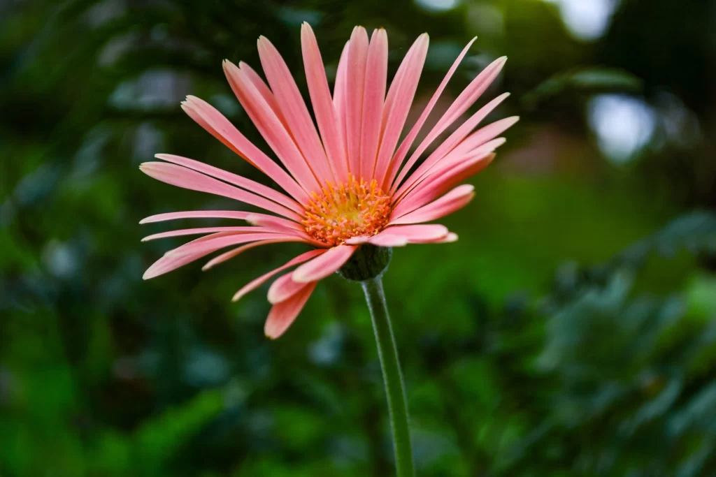 Pink Chrysanthemum Petals Yellow Center Green warm Background