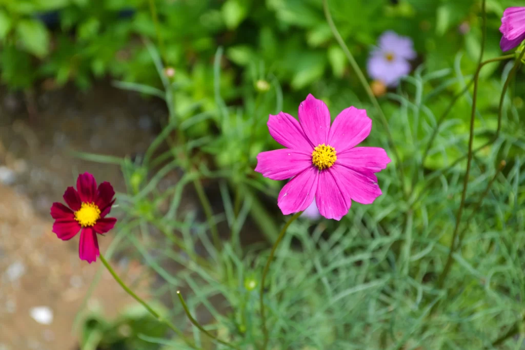 Pink Chrysanthemum Petals Yellow Center Green warm Leaves