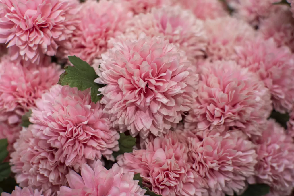 Pink Chrysanthemum Petals Dense Layered Green Leaves