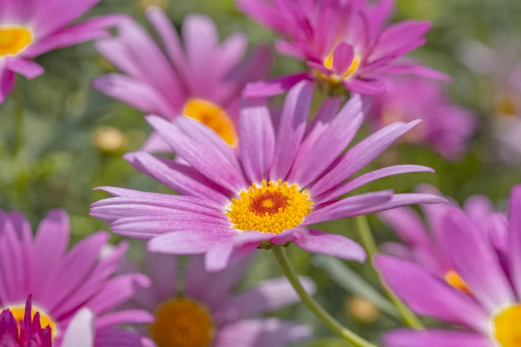 Pink Chrysanthemum Petals Yellow Center warm Blooming