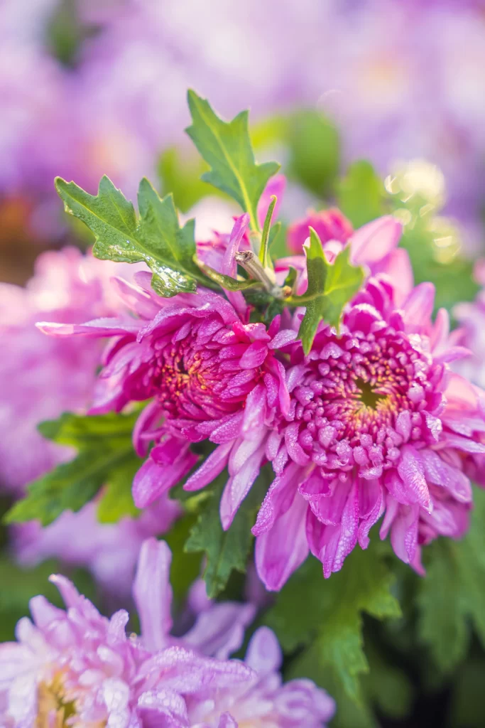 Pink Chrysanthemum Petals Dewdrops Green Leaves
